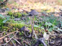 Zwarte melksteelmycena [Mycena galopus var. nigra Rea.]